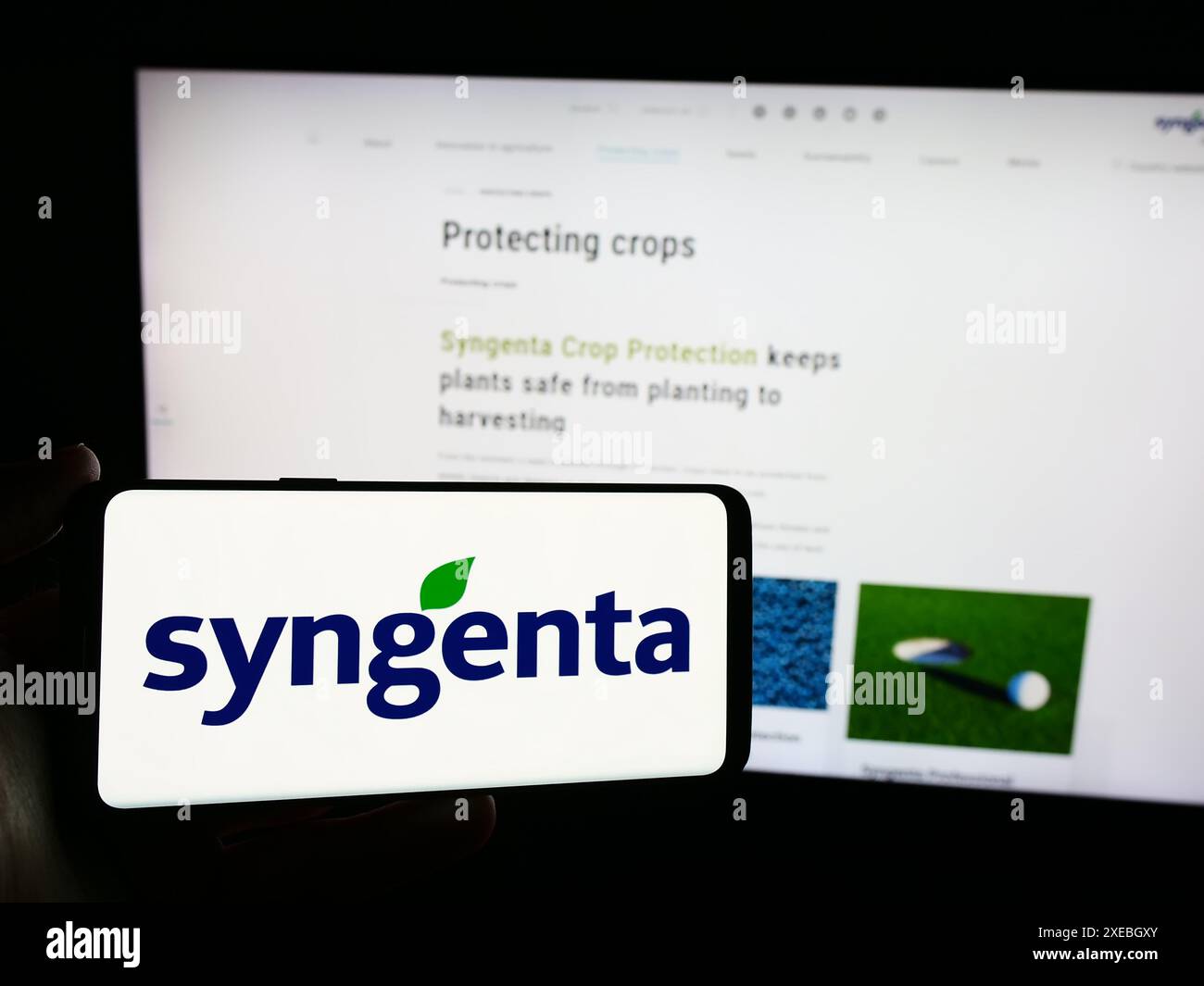 Person holding mobile phone with logo of Swiss agritech company Syngenta Crop Protection AG in front of business web page. Focus on phone display. Stock Photo