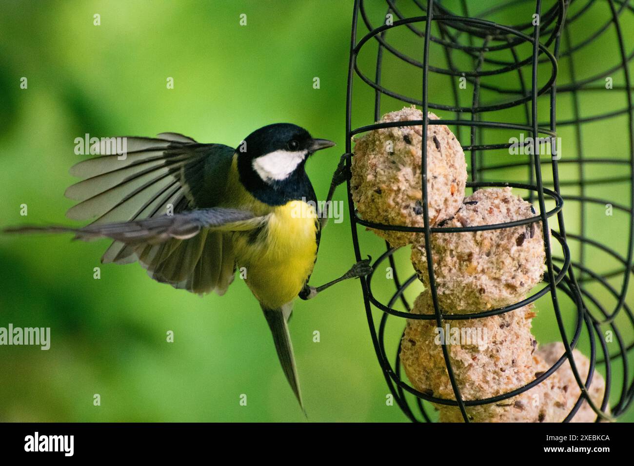 Parus Pilly Parus major bird hi-res stock photography and images - Alamy