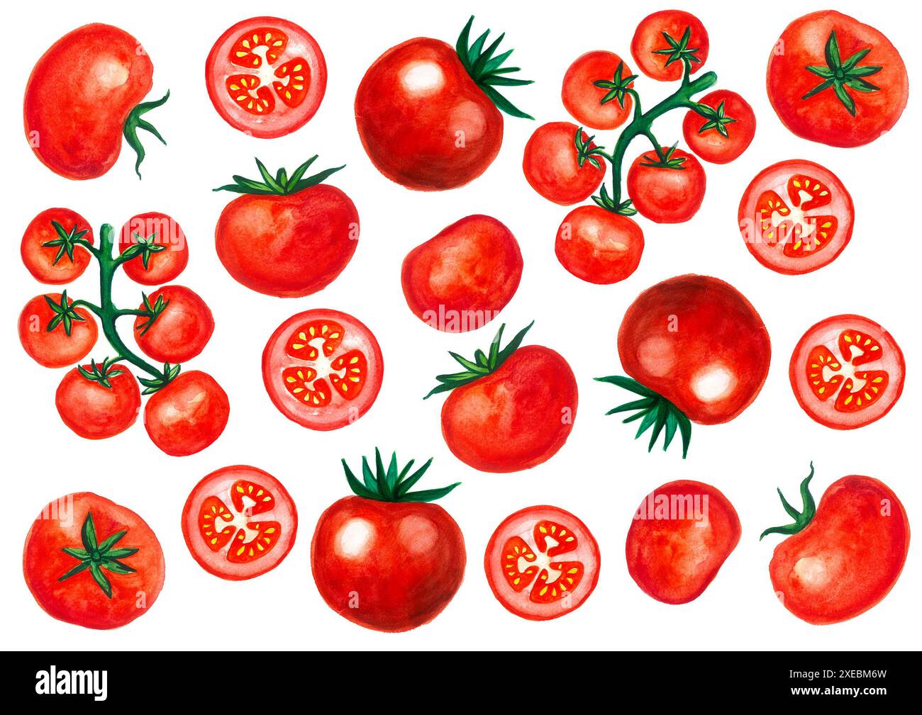 A set of different types of tomatoes. Watercolor drawing. Isolated on ...