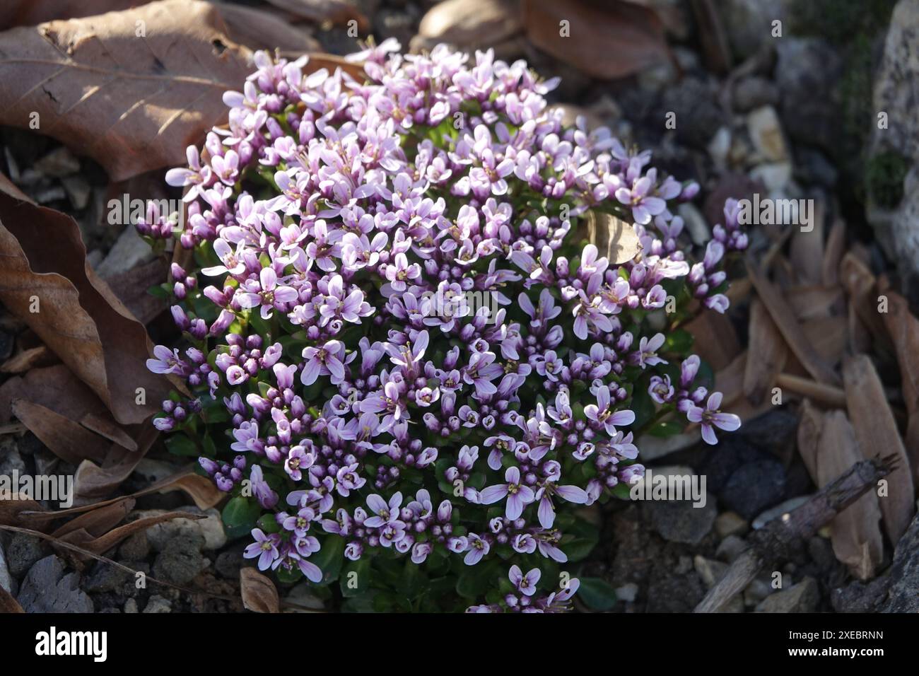 Thlaspi stylosum, pennycress Stock Photo