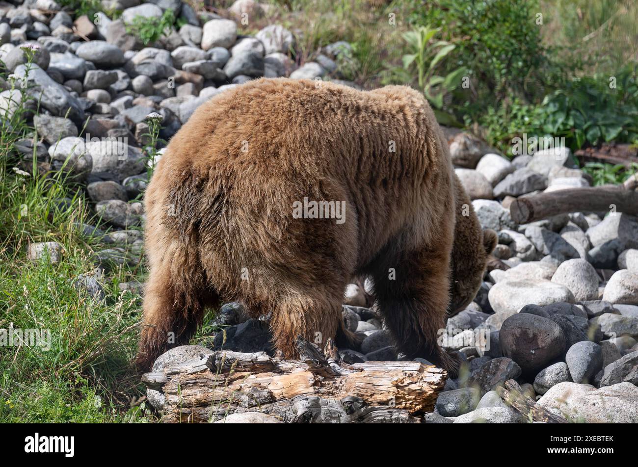 Kamloops CAN, Kanada / Canada, Urlaubseindruecke und Sehenswuerdigkeiten, BC Wildlife Park