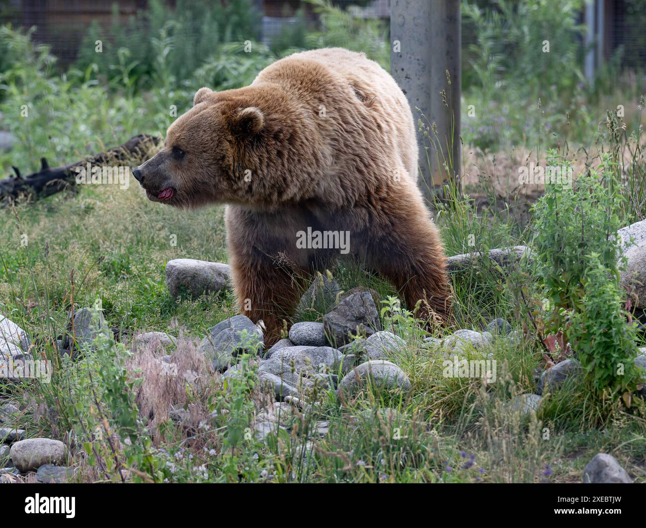 Kamloops CAN, Kanada / Canada, Urlaubseindruecke und Sehenswuerdigkeiten, BC Wildlife Park
