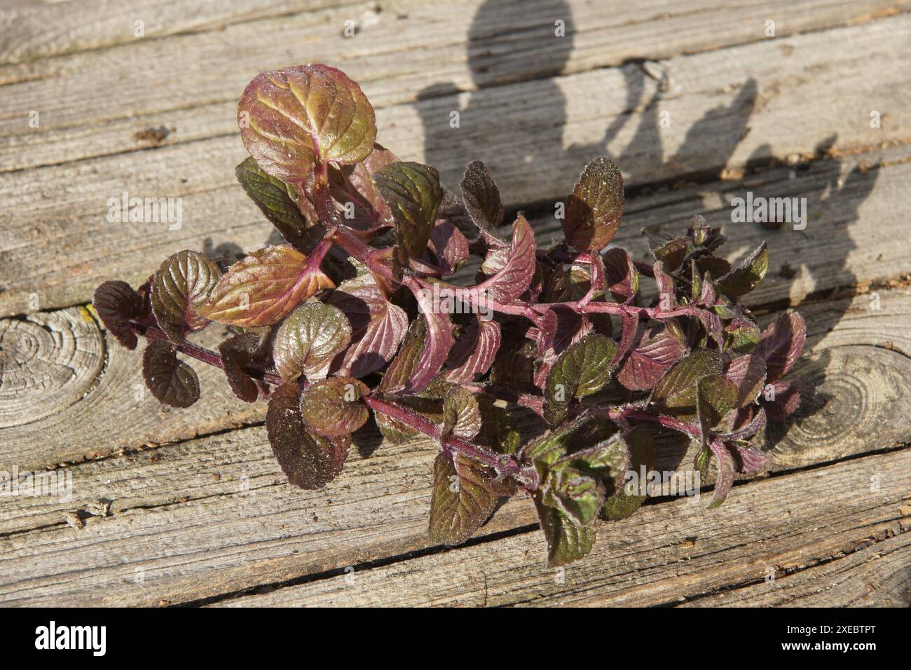 Mentha piperita peppermint red hi-res stock photography and images - Alamy