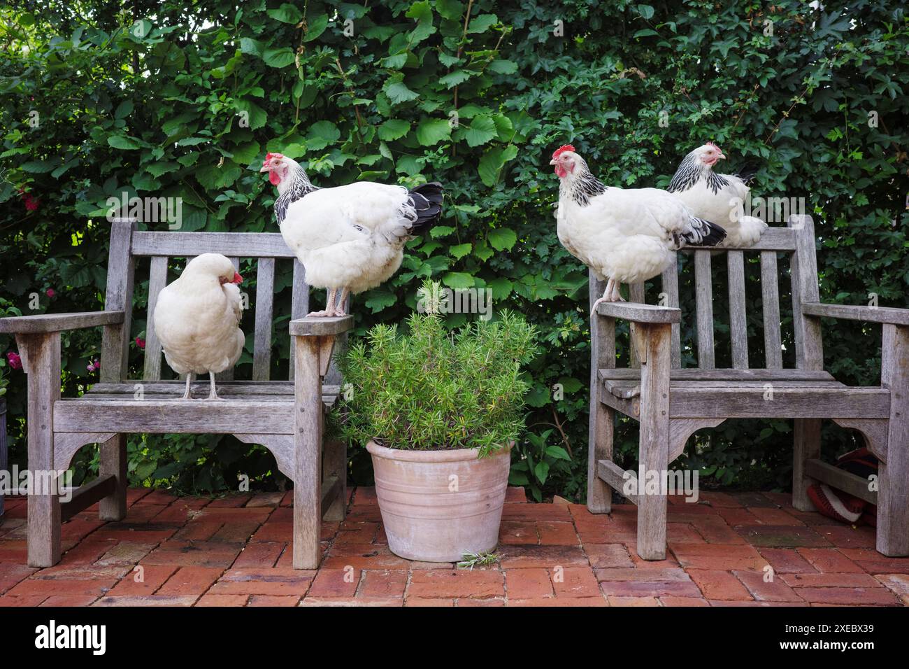 Free range Light Sussex hens Stock Photo