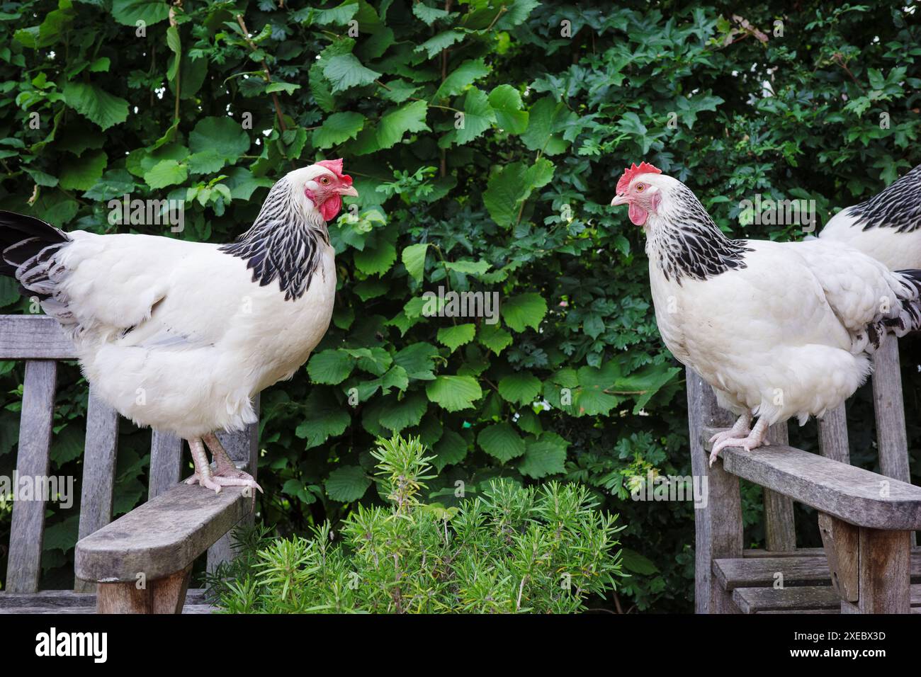 Free range Light Sussex hens Stock Photo