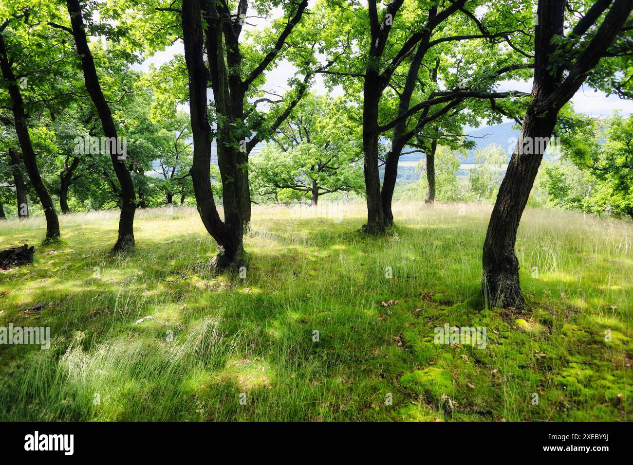 Forest background. forest nature view Stock Photo