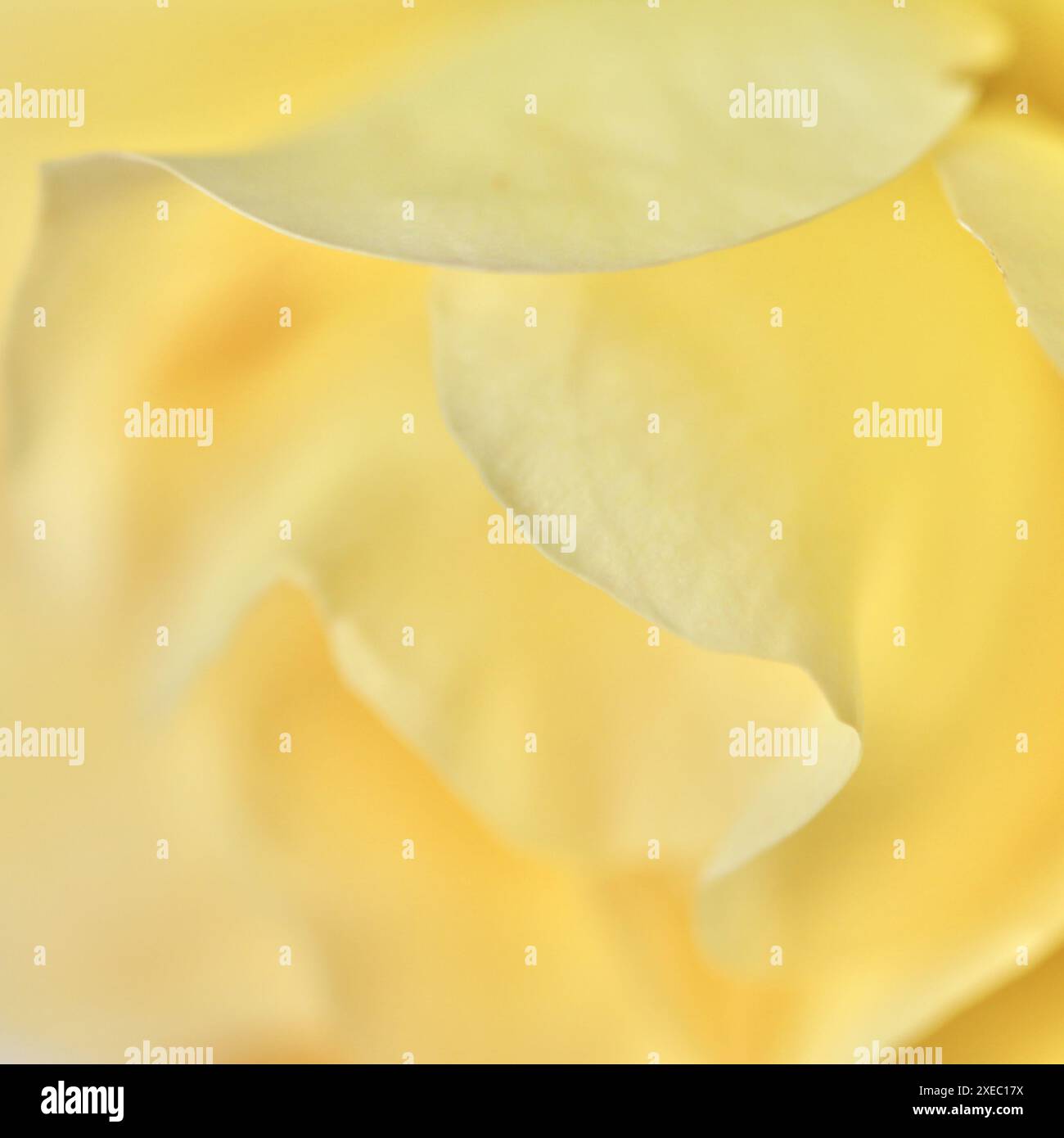 Soft focus macro flower hi-res stock photography and images - Alamy