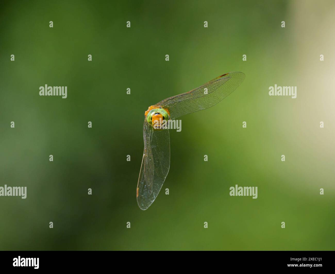 Libelle vienna hi-res stock photography and images - Alamy