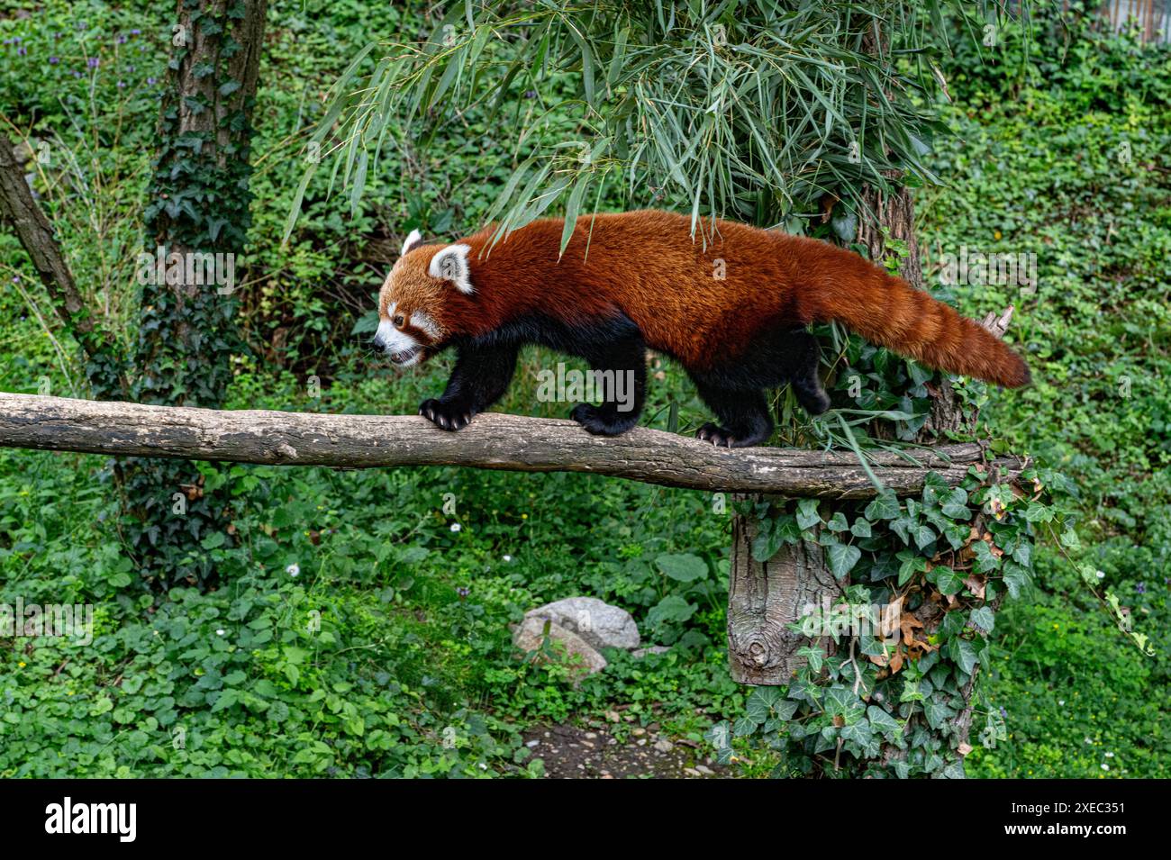 Red panda climbs around on a tree branch. Stock Photo