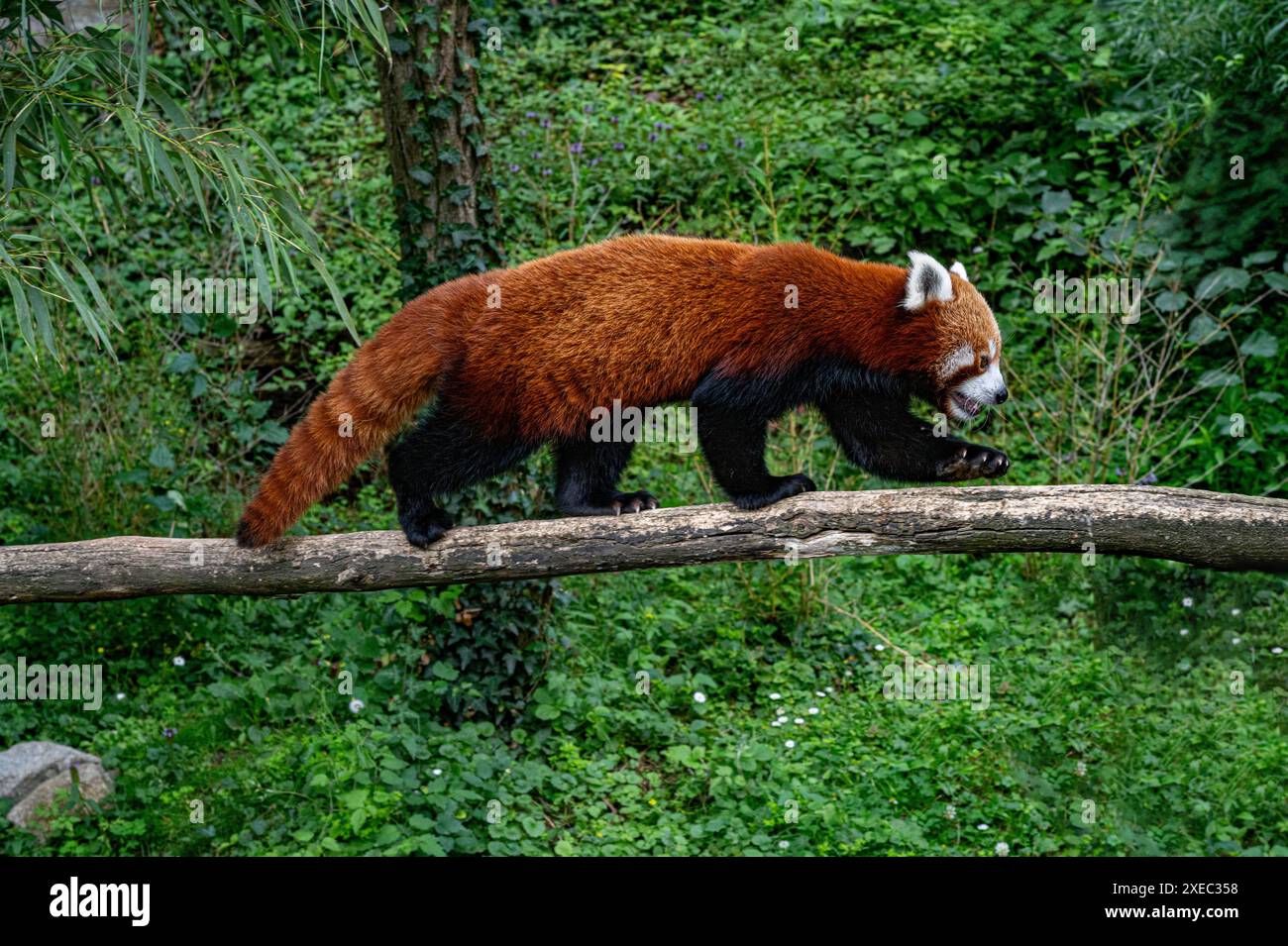 Red panda climbs around on a tree branch. Stock Photo