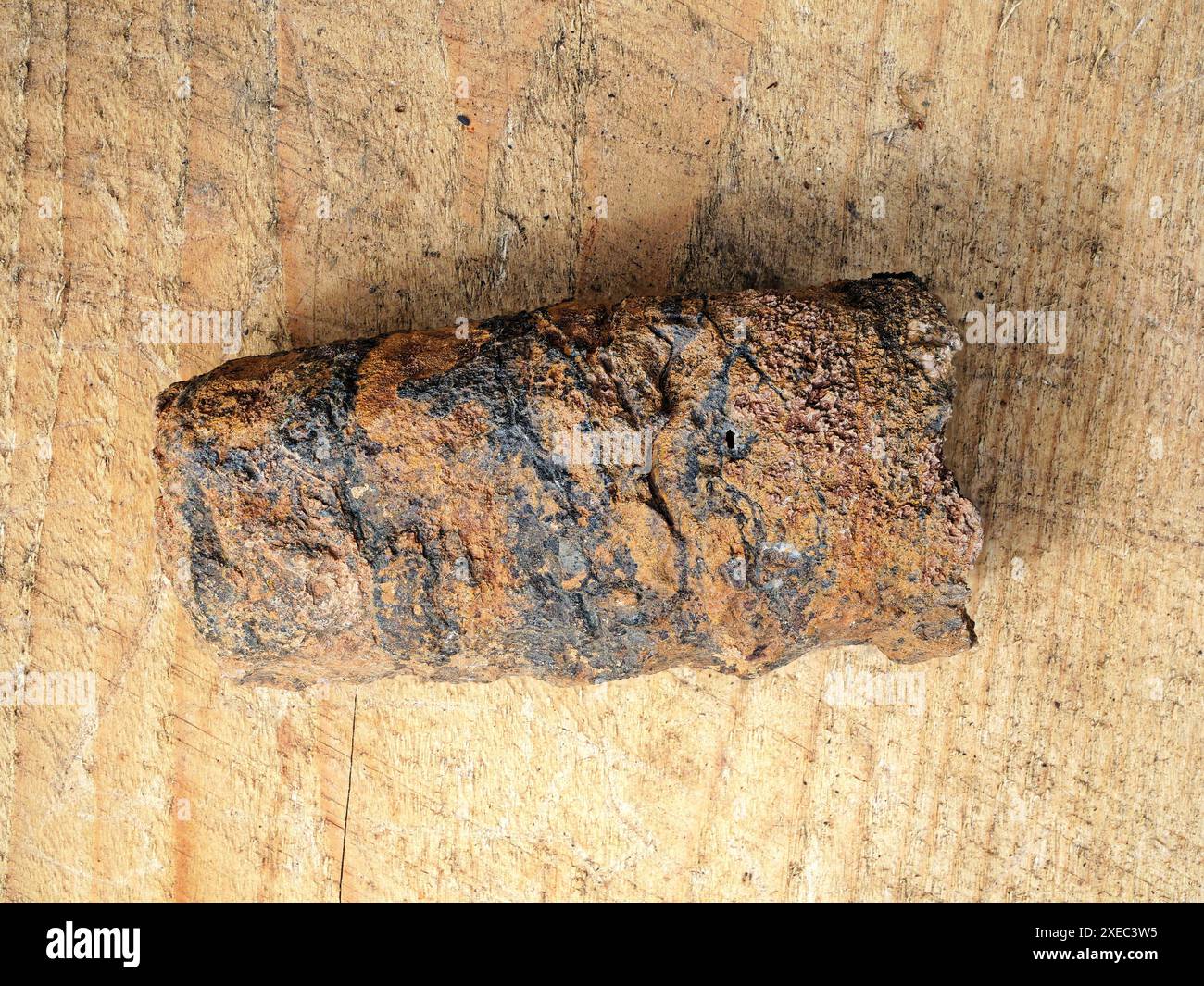 Petrified Orthoceras from the Sahara: valuable fossils for studying the evolution of cephalopods. Stock Photo