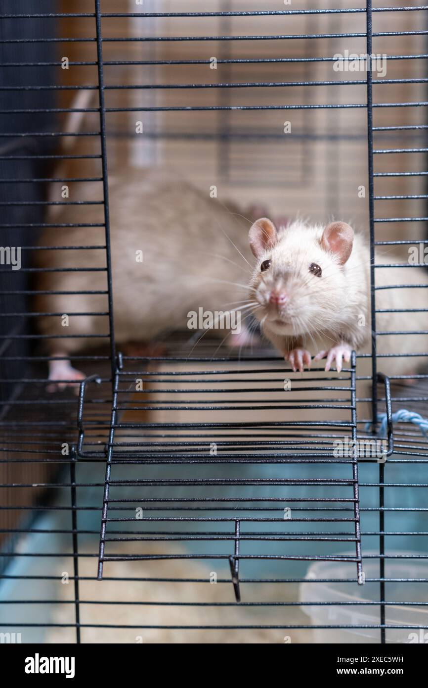 Domestic rat in a cage holds food with its paws and eats. Stock Photo