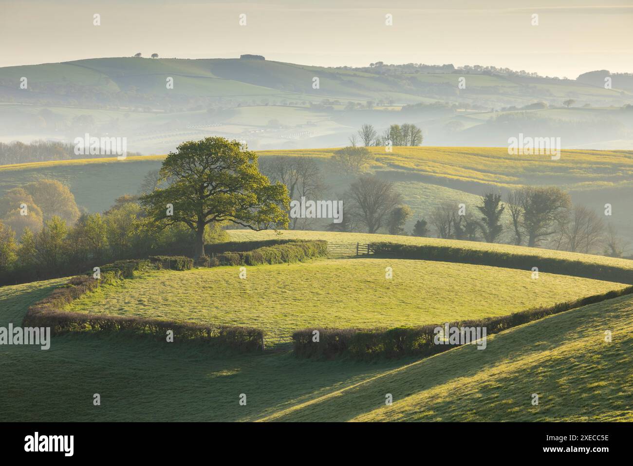 Rolling pastoral countryside near Crediton in Devon, England.  Spring (April) 2024. Stock Photo