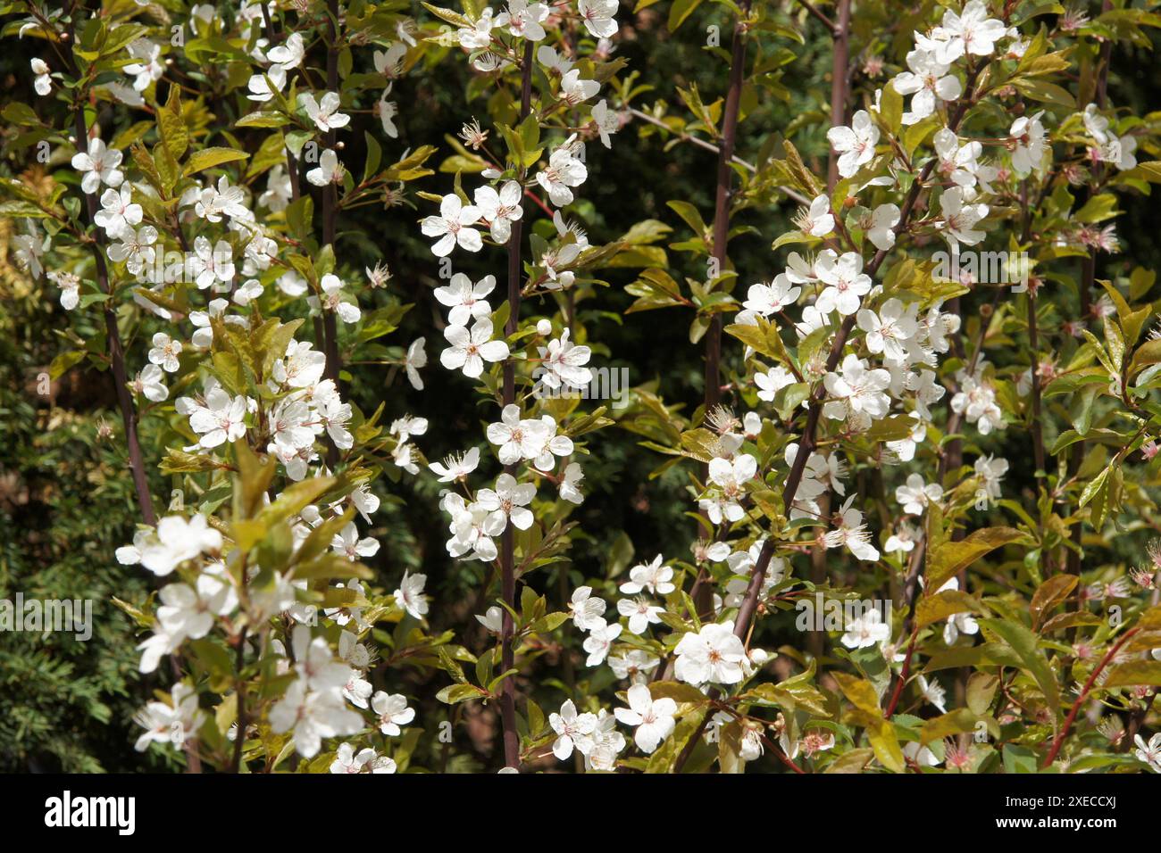 Prunus cerasifera, cherry plum Stock Photo