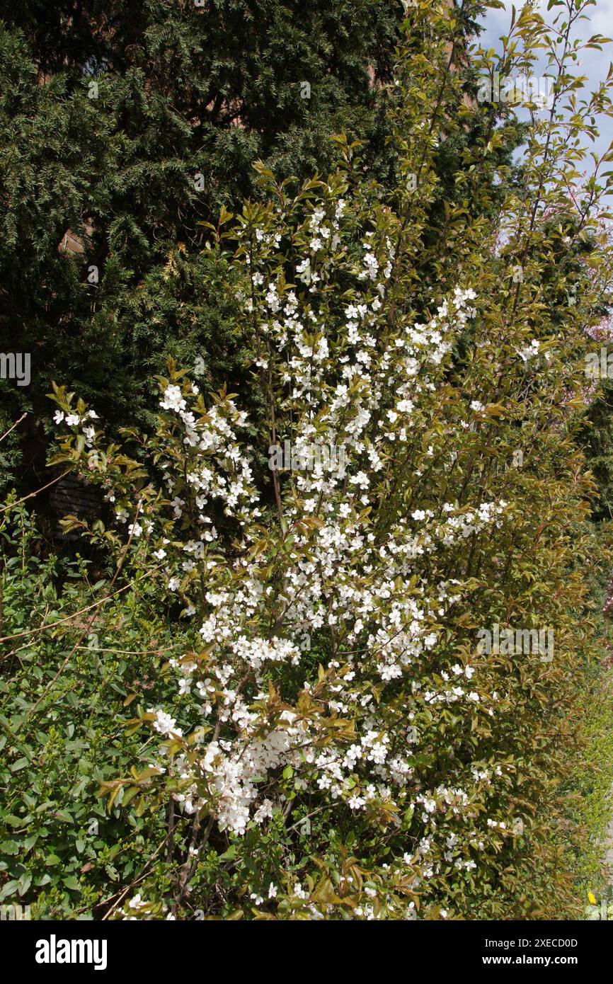 Prunus cerasifera, cherry plum Stock Photo
