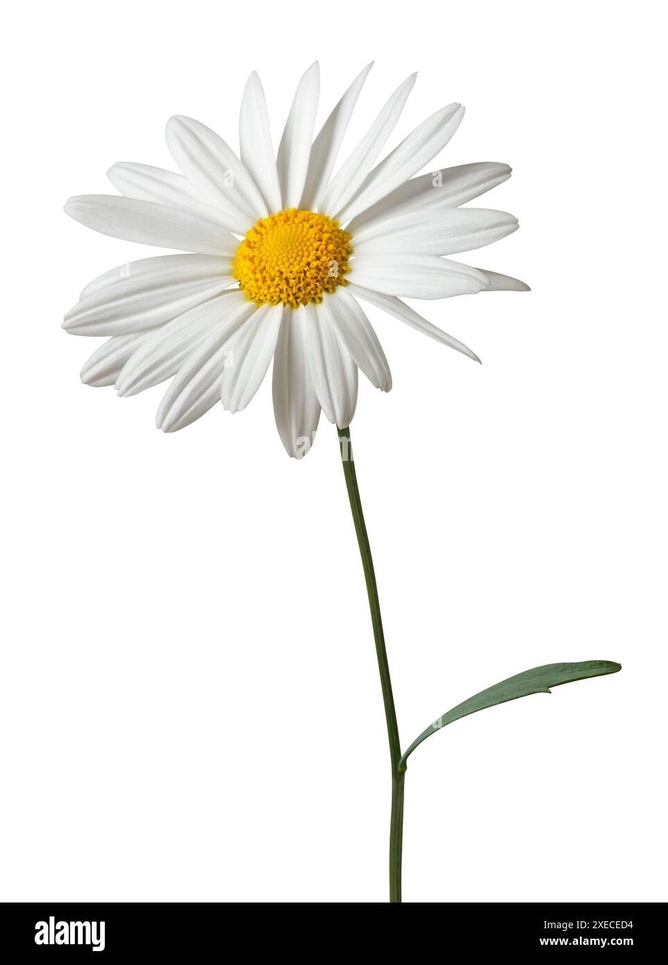 Beautiful white Daisy (Marguerite) isolated on white background, including clipping path. Germany Stock Photo