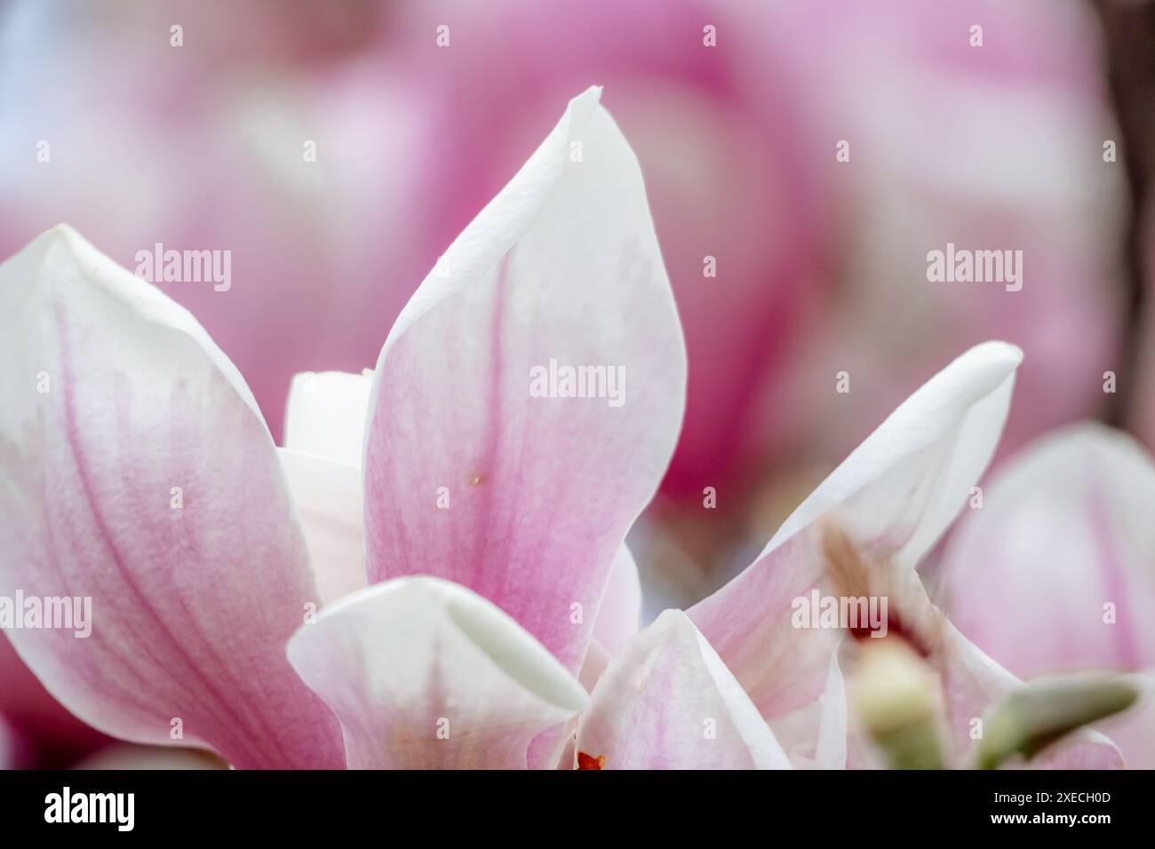 Magnolia Sulanjana flowers with petals in the spring season. beautiful ...