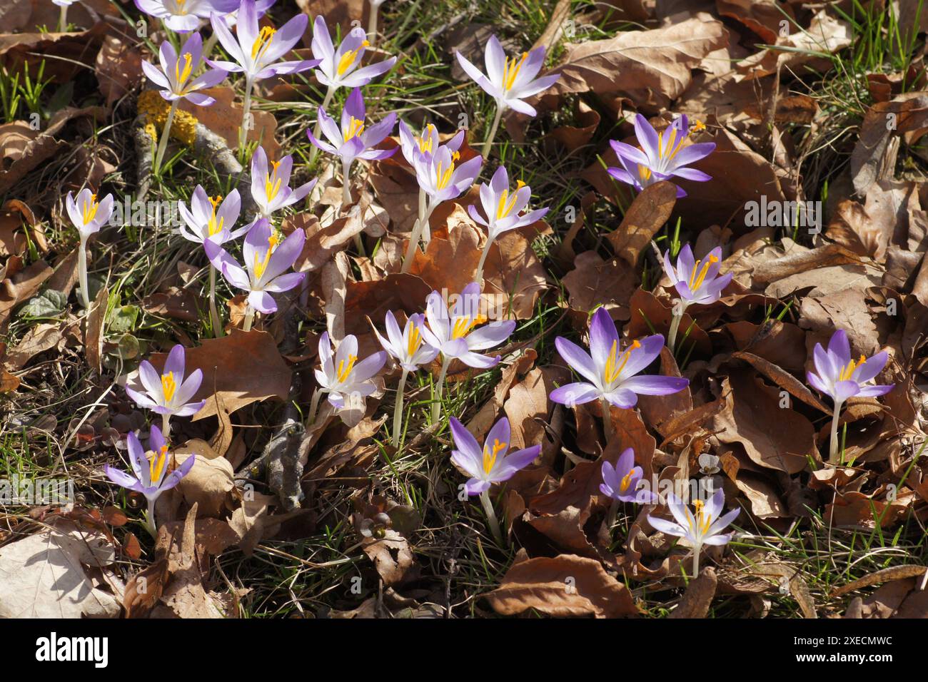 Crocus tommasinianus, Woodland Crocus Stock Photo
