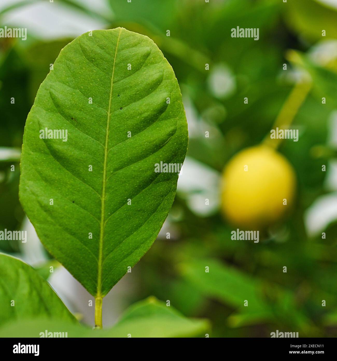 Lemon on the tree Stock Photo