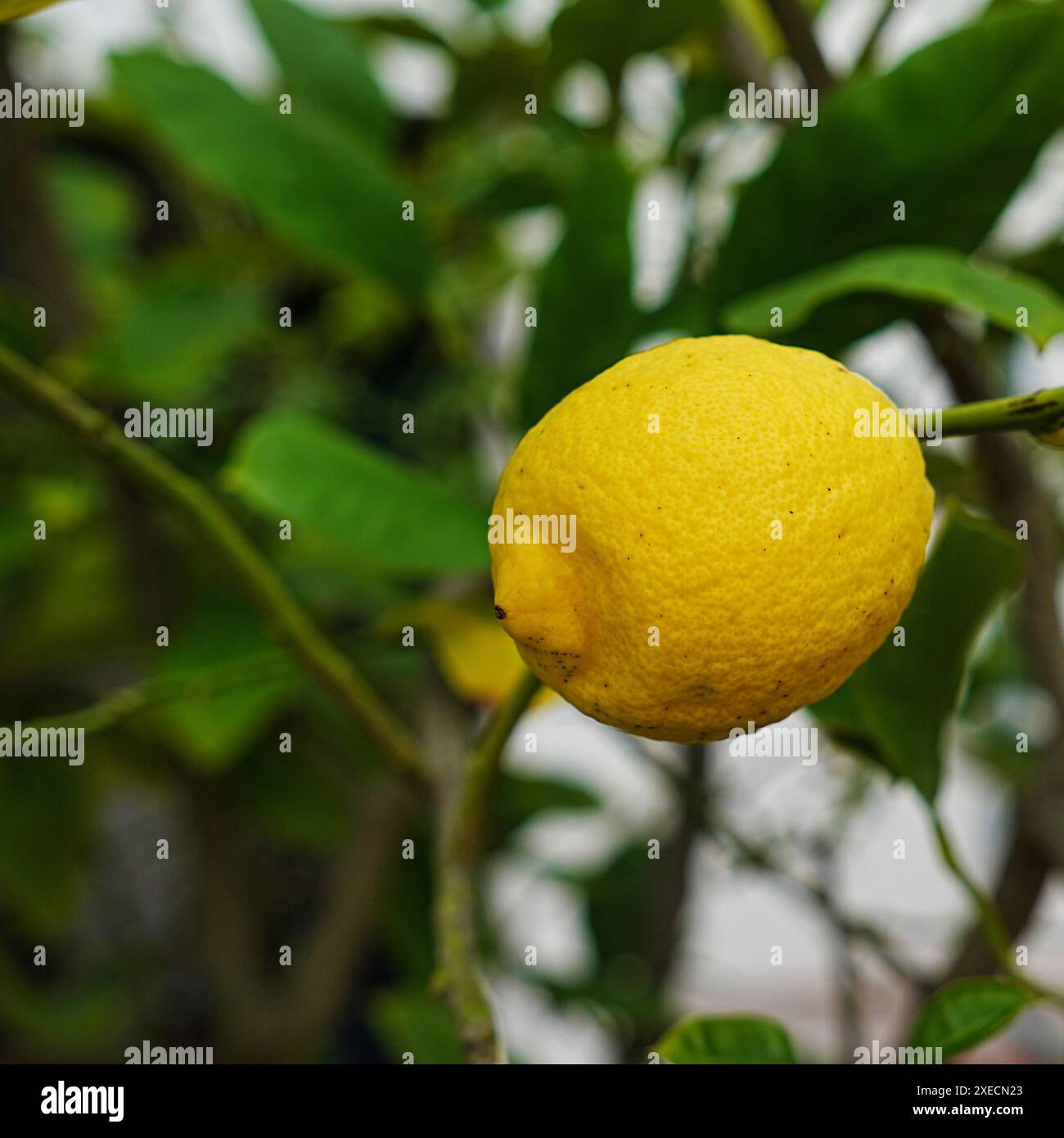 Lemon on the tree Stock Photo