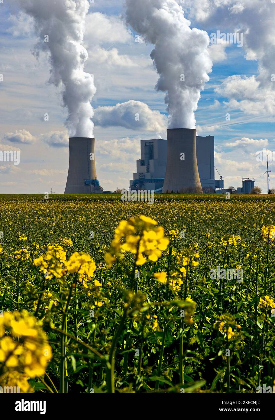 Neurath brown coal power plant with blooming rapeseed field, Grevenbroich,  Germany, Europe Stock Photo - Alamy