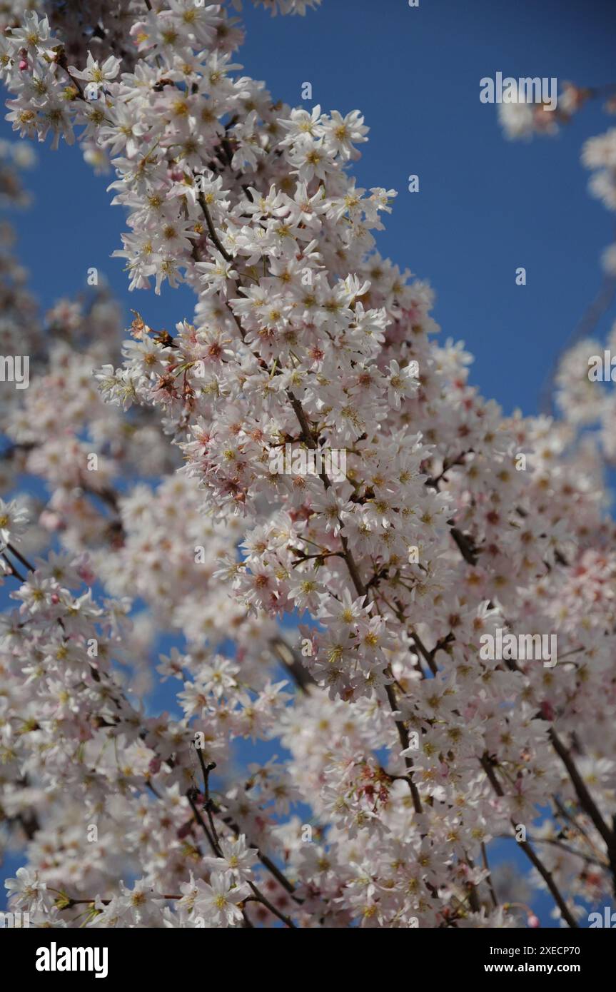 Prunus subhirtella, flowering cherry Stock Photo