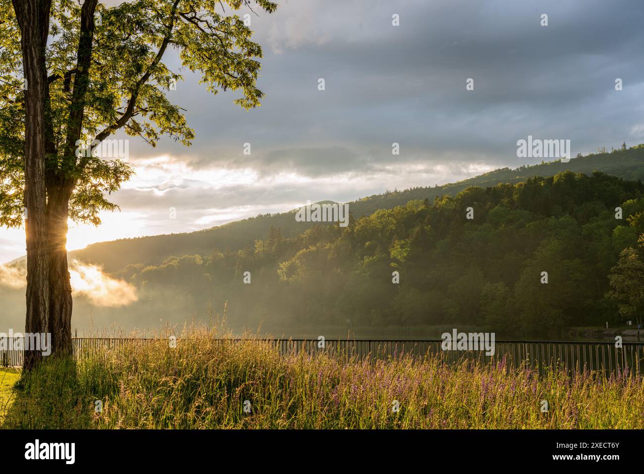 Sunset behind a hill. Sun is partly covered by a tree. The tree and ...