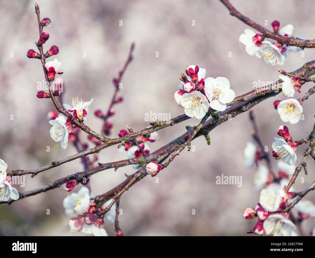 Apricot blossom (vintage,soft focus,lens blur) Stock Photo