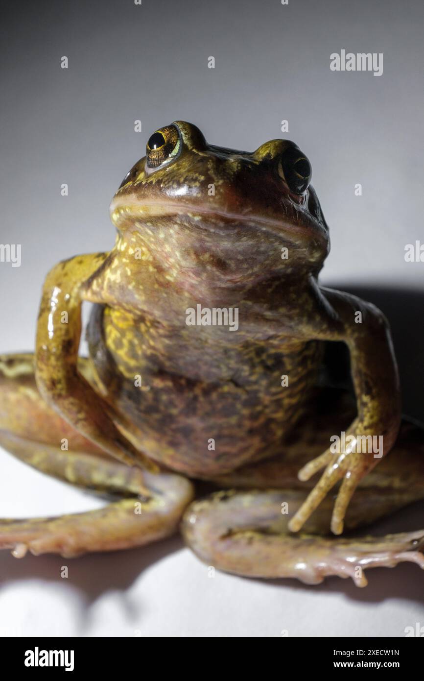 A freshly dead frog portrait, sitting on a hite studio backgroound ...