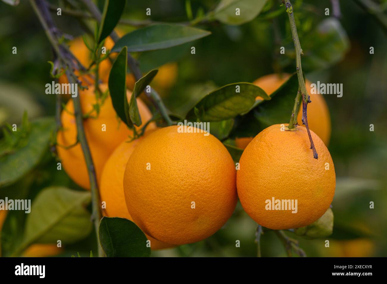 Commercial citrus plant hi-res stock photography and images - Alamy