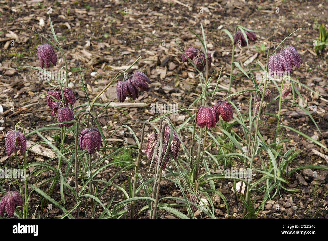 Fritillaria meleagris, snakes head fritillary Stock Photo