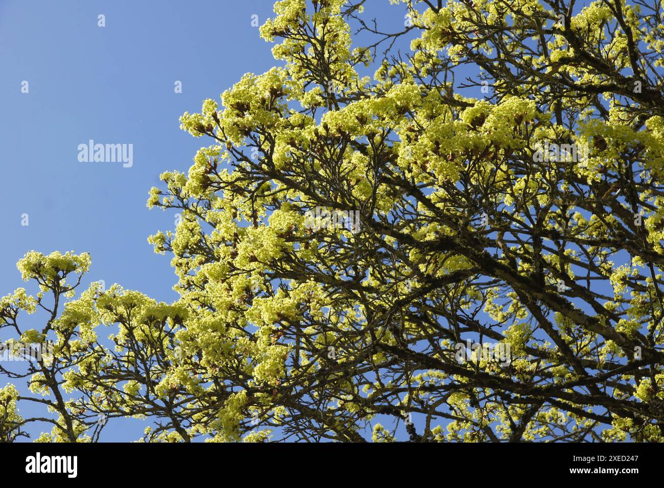 Acer platanoides, Norway maple, flowers Stock Photo