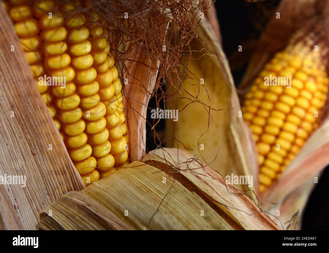 Dried corn cob isolated on black background. Stock Photo