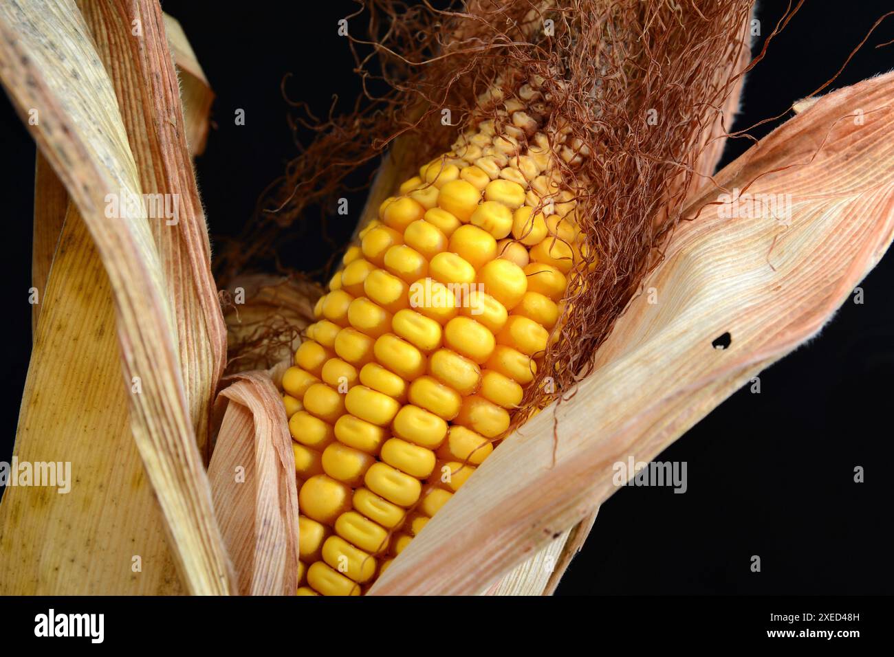 Dried corn cob isolated on black background. Stock Photo