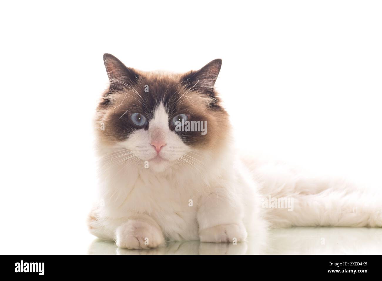 Beautiful young healthy Ragdoll cat isolated on a white background ...