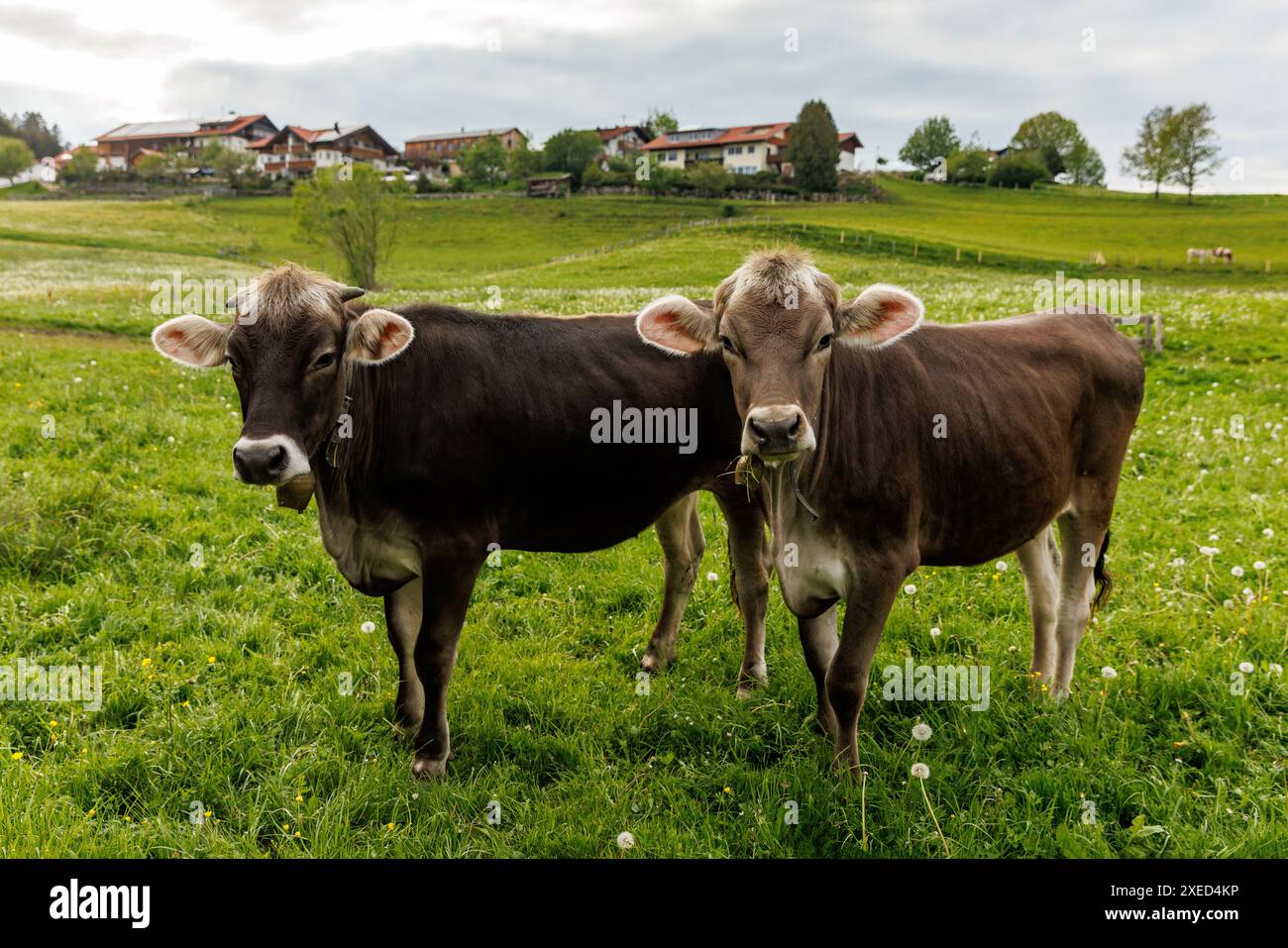 Alpine cows on a green meadow Stock Photo - Alamy