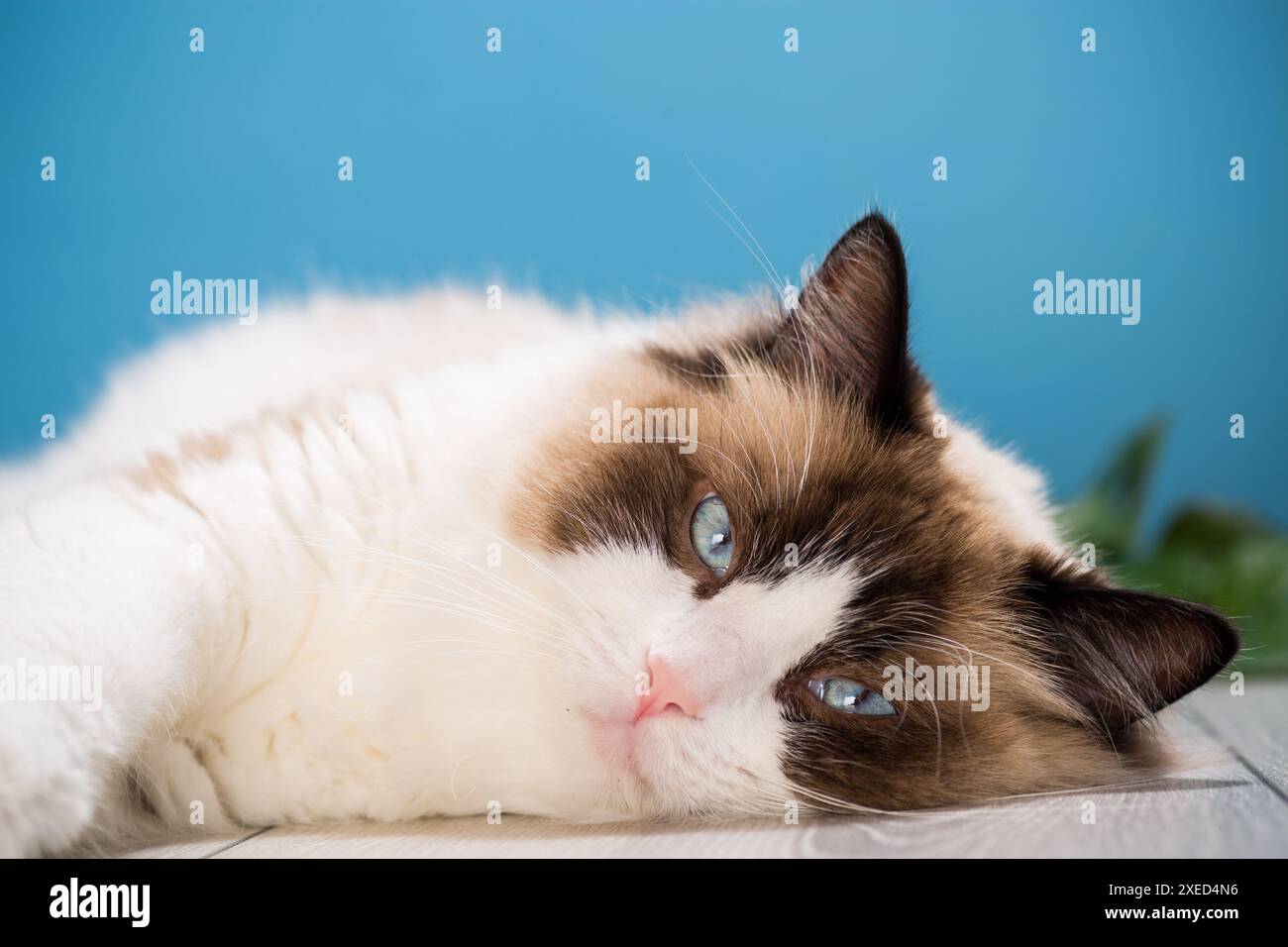 portrait of a beautiful young healthy Ragdoll cat isolated on a blue background. Stock Photo