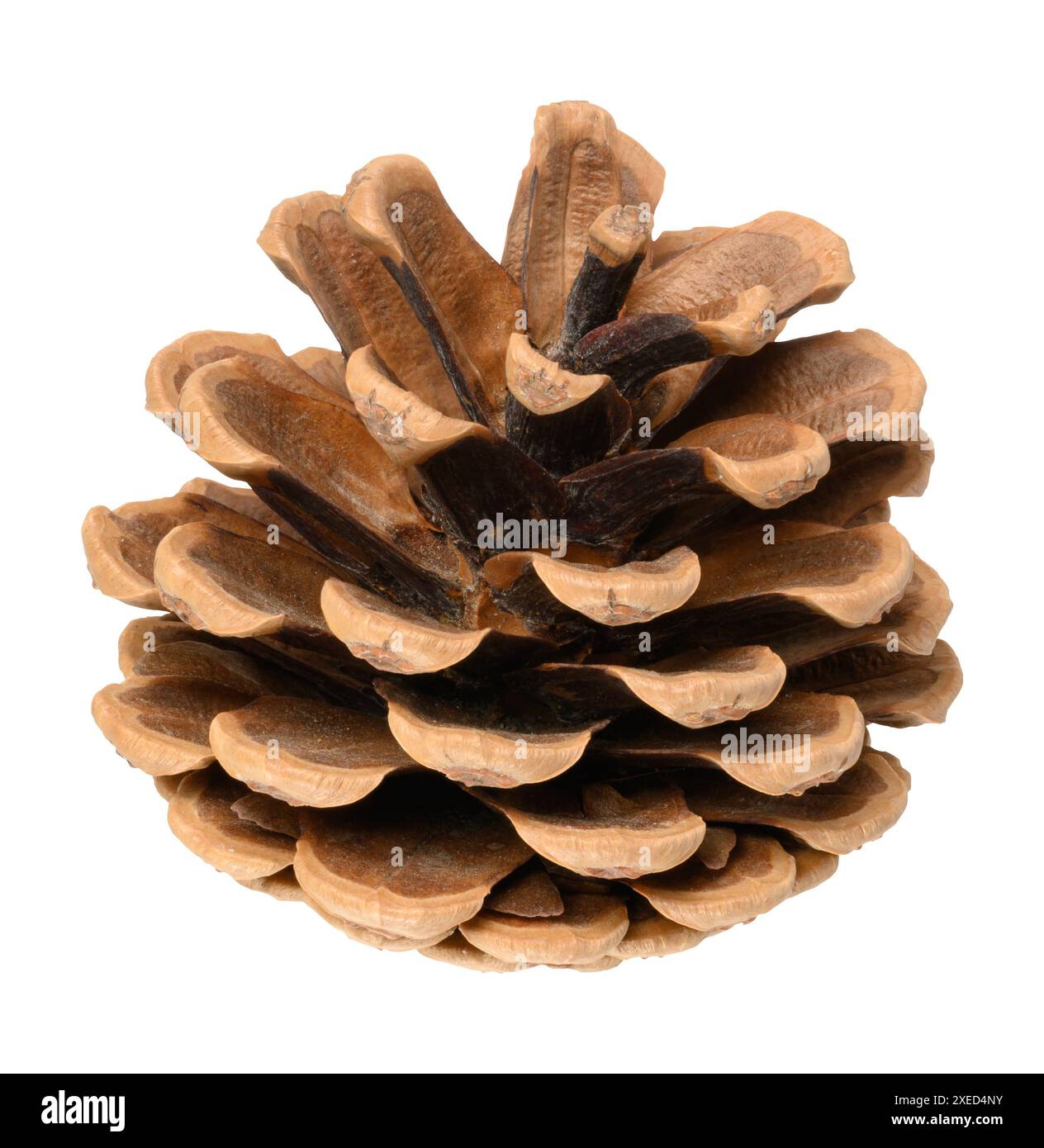 Brown dry pine cone on isolated background Stock Photo