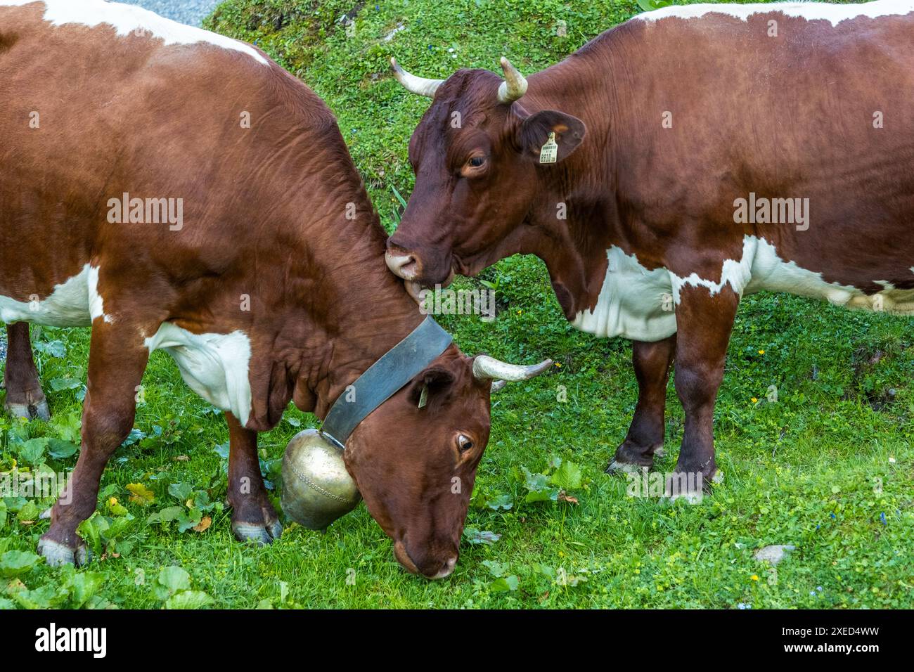 Two Pinzgau cows groom each other. Two Pinzgauer cows, The Pinzgauer breed was mainly used as a draught animal until industrialisation. Pinzgauers have strong claws and can move sure-footedly on steep terrain, Salzburg, Austria Stock Photo