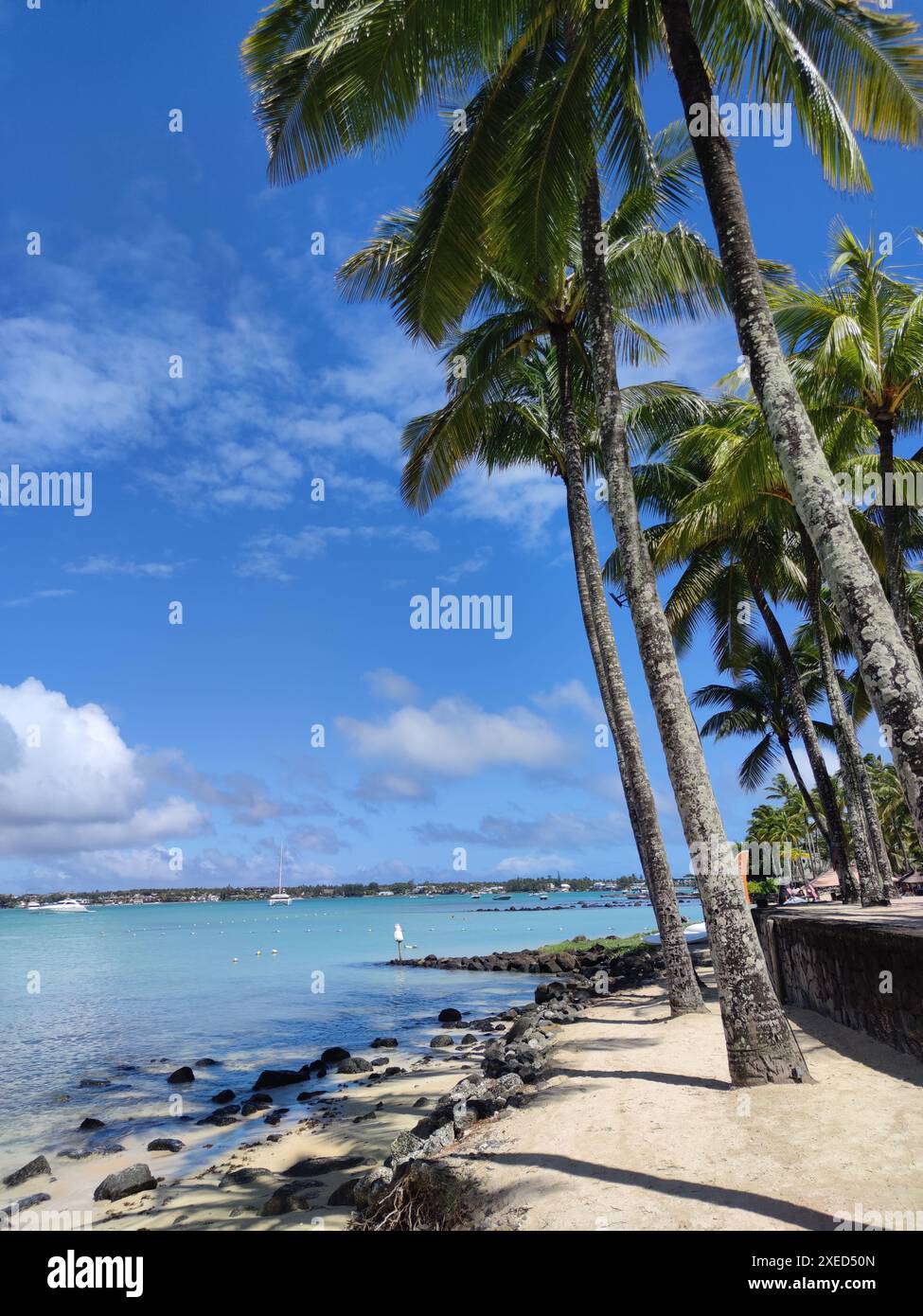 Palm trees on the beach in Grand Baie, Mauritius Stock Photo - Alamy