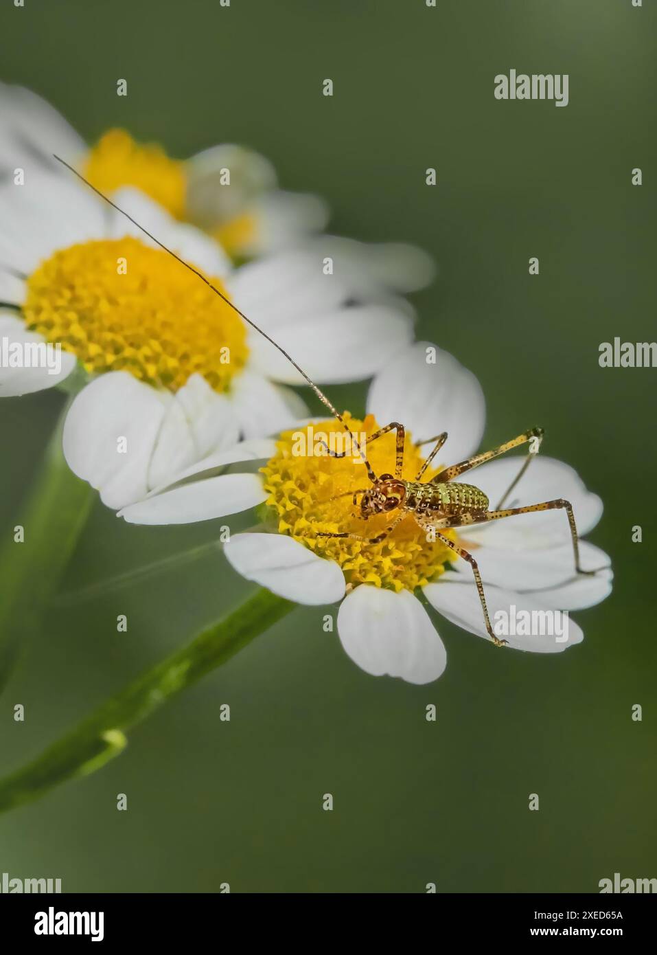 Lava Insectes Larva of insects hi-res stock photography and images - Alamy