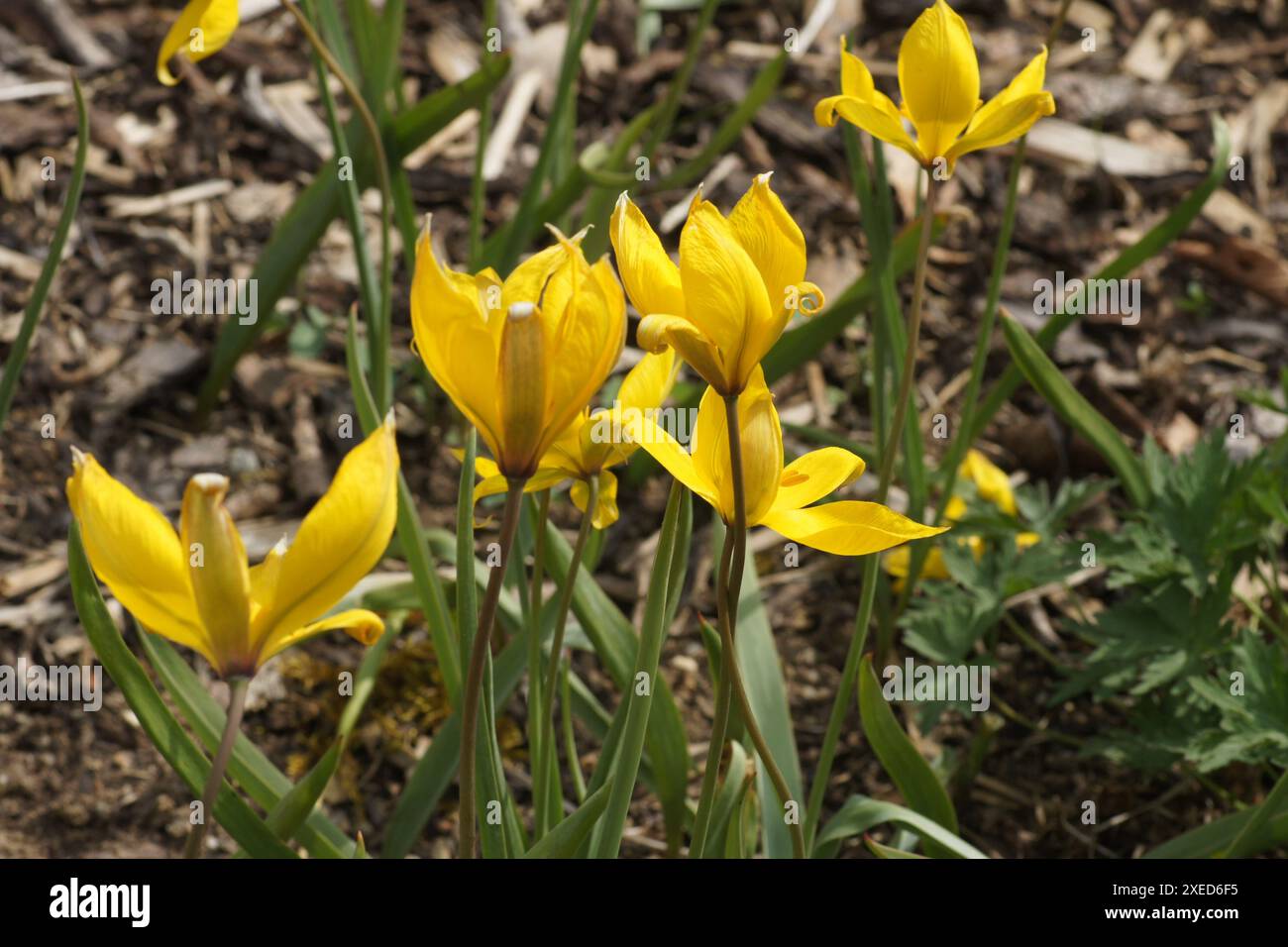 Tulip tulipa urumiensis hi-res stock photography and images - Alamy