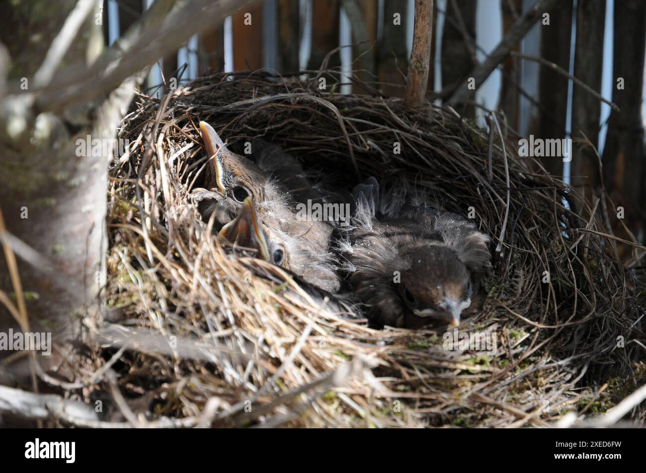 Turdus merula, Blackbird, nest with young birds Stock Photo