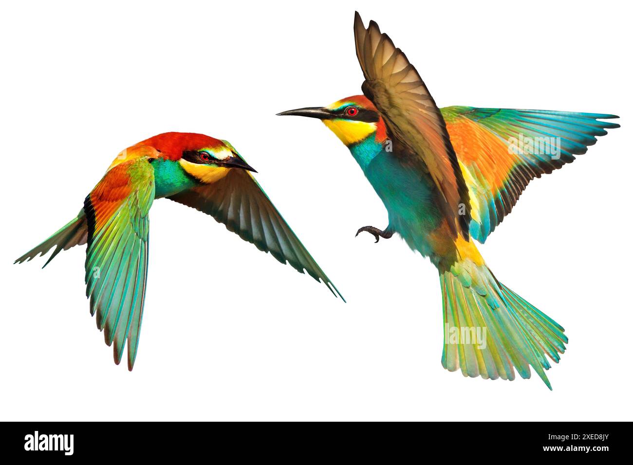 Pair Colorful Birds european Bee eaters In Flight Isolated Nature pair-colorful-birds-european-bee-eaters-in-flight-isolated-nature