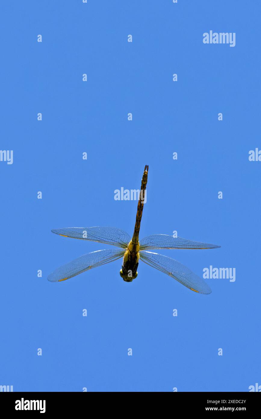Southern Migrant Hawker aka Blue-eyed Hawker (Aeshna affinis) female or ...
