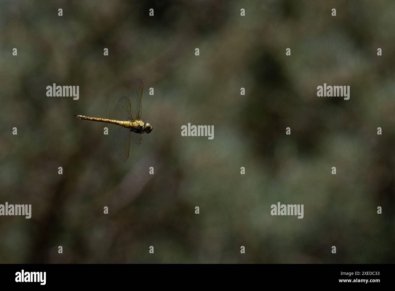 Southern Migrant Hawker aka Blue-eyed Hawker (Aeshna affinis) female or ...