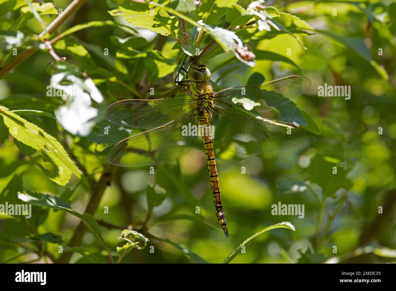 Southern Migrant Hawker aka Blue-eyed Hawker (Aeshna affinis) female or ...