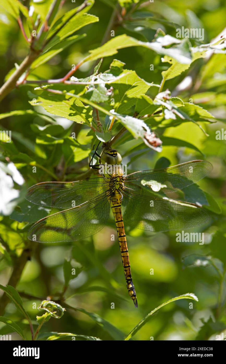 Southern Migrant Hawker aka Blue-eyed Hawker (Aeshna affinis) female or ...