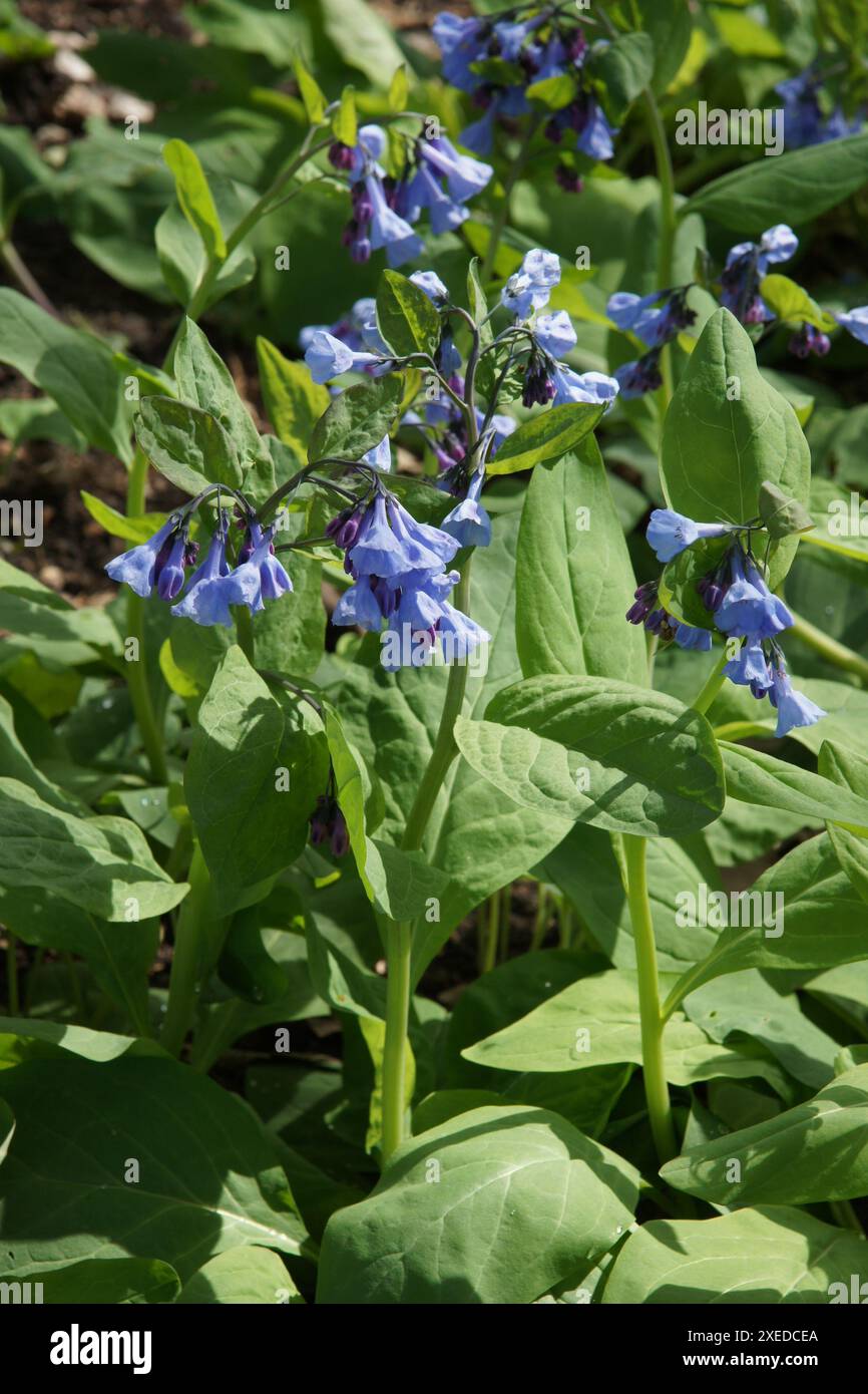 Mertensia virginica, Virginia bluebells Stock Photo