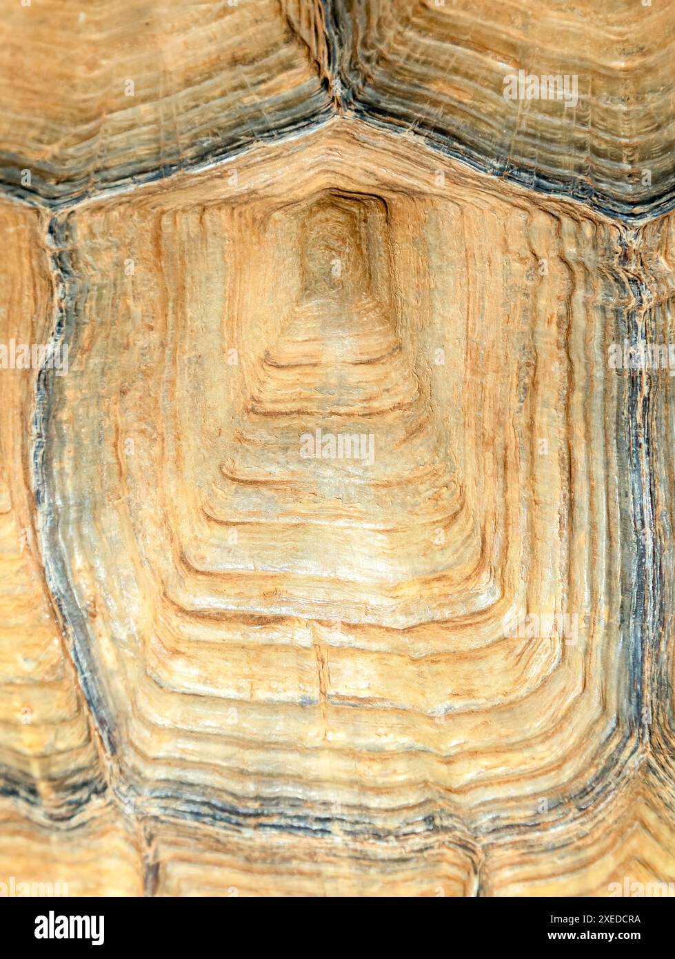 The turtle shell close up Stock Photo - Alamy